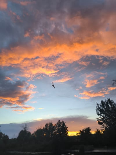 The image depicts a serene natural landscape at dusk. The sky is a canvas of dramatic colors, with clouds painted in vibrant hues of orange and pink, illuminated by the setting sun. Dark, silhouetted trees line the horizon, creating a stark contrast against the colorful sky. In the foreground, a body of water reflects the dusky sky, adding depth to the scene. A lone bird is captured mid-flight, soaring through the atmospheric sky. The overall mood is peaceful and tranquil, evoking a sense of natural beauty and the quiet end of a day. The location is identified as Otradnoye, Russia.