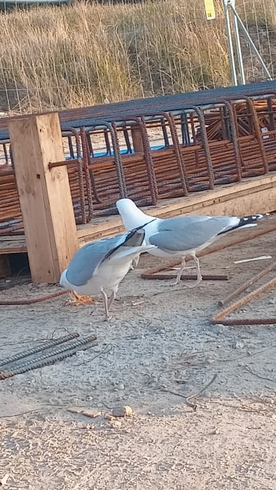 This image depicts a construction site environment in Darłowo, Poland. In the foreground, two seagulls are present on uneven, light-colored ground composed of gravel and small debris. The seagull on the left is positioned with its head lowered, appearing to peck at or inspect a light-colored object on the ground. The seagull on the right stands upright, facing generally towards the left.

The midground features stacks of pre-fabricated, rusted rebar cages, indicating structural reinforcement materials. A vertical wooden plank or post is visible on the left side, partially obscuring the leftmost seagull. Scattered pieces of loose, rusted rebar lie on the ground. The background reveals a wire mesh fence, behind which is an area of dry, tall grass or overgrown vegetation, suggesting undeveloped land adjacent to the construction zone. The scene is illuminated by natural daylight.