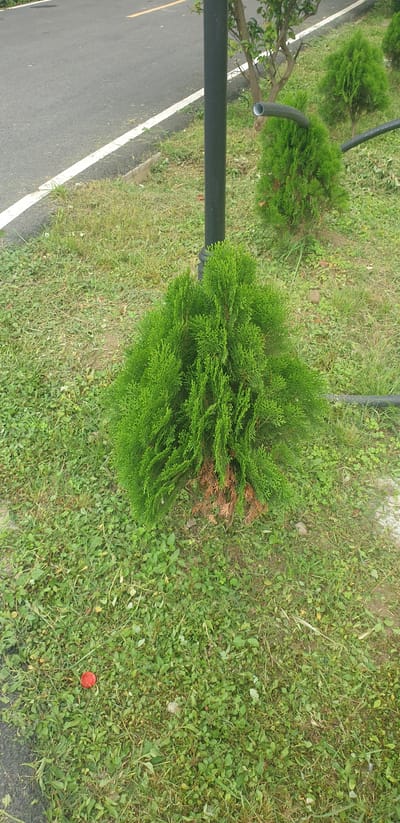 The image depicts a roadside scene in Chor Sahapur, Bangladesh. A young, cone-shaped evergreen shrub, possibly a cedar or cypress, is the central focus. It is vibrant green with some browning at its base. The shrub is situated on a patch of grass that is dotted with smaller green plants. To the left of the shrub, a dark pole, likely a street lamp post, stands tall. To the right of the shrub, a black pipe emerges from behind it and curves upwards and to the right, suggesting an irrigation or utility line. Further back, another similar evergreen shrub is visible, and beyond that, a thin tree with lighter green foliage. The background shows a paved road with a white line marking its edge, and a hint of a yellow line further in. The overall environment appears to be an urban or suburban roadside, possibly part of a park or landscaped area. A red bottle cap lies on the grass in the lower left quadrant of the image.
