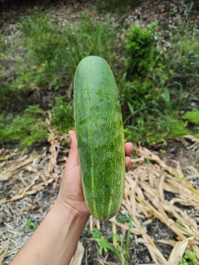A person's hand holds a large, green cucumber vertically in an outdoor setting. The cucumber has a mottled pattern of dark and light green and small white spines. The background consists of a mix of green foliage and dry, brown plant matter on the ground. The exact location within Quevedo, Ecuador, is not discernible from the image.
