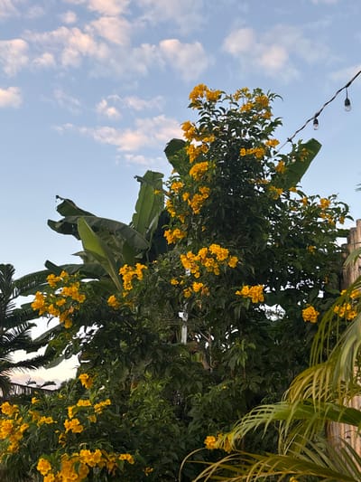 The image depicts an outdoor scene in Ban Mae Ping, Thailand, under a clear, light blue sky with scattered white clouds. The central and right portions of the frame are dominated by a tall, dense plant profusely covered in bright yellow, trumpet-shaped flowers. Large green banana leaves are visible behind and interwoven with the flowering plant. To the far left, dark green foliage consistent with a conifer-like tree is partially visible. A string of outdoor lights, featuring multiple clear bulbs, extends diagonally across the upper right quadrant of the image. In the lower right foreground, blurred green palm fronds are present next to a vertical wooden post or fence element. No individuals, specific actions, or interactions are depicted.