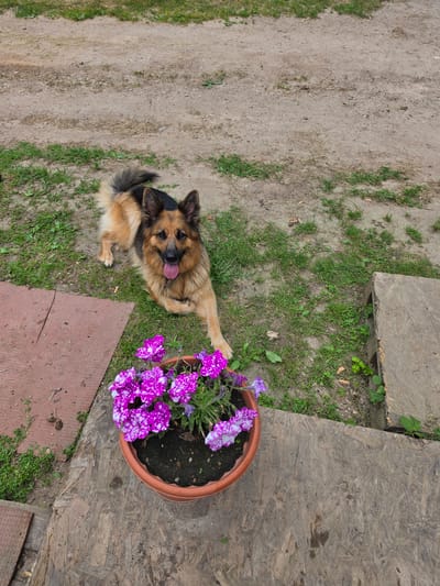 A medium-sized, long-haired German Shepherd dog lies on a patch of grass next to a dirt path. The dog has tan and black fur, is panting with its tongue hanging out, and its tail is curled. In the foreground, a brown flower pot contains purple and white petunias. The scene appears to be outdoors, likely in a rural or suburban area in Daugėlaičiai, Lithuania, given the presence of a dirt path and unmanicured grass. There are also pieces of wood and what appear to be patio tiles scattered around.