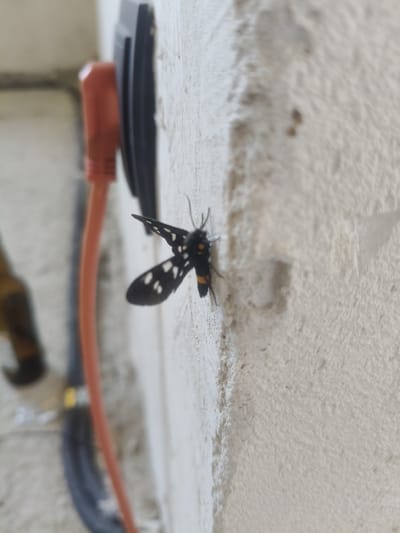 A black and white moth with distinctive white spots on its wings is perched on a textured white wall. The moth has orange markings on its body and antennae. To the left of the moth, an orange electrical cord is plugged into a black electrical outlet mounted on the wall. The background is slightly out of focus, but appears to be an outdoor or semi-outdoor setting, possibly a wall of a building. The lighting suggests it is daytime.