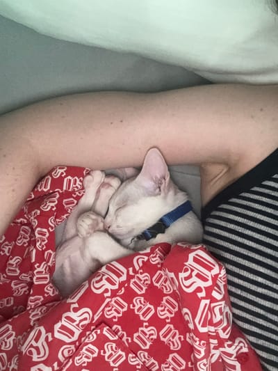 An adult human is lying down, with a white cat sleeping on their lap. The cat is curled up, with its paws tucked in. The cat is wearing a blue collar. The human is wearing a black and white striped shirt. The cat is on a red blanket with a white pattern of a stylized 'S' shape. The background appears to be bedding. The scene is indoors.