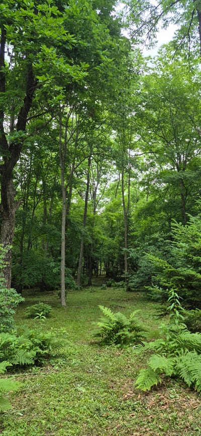 The image depicts a lush, green forest scene in Knevichi, Russia. Tall trees with dense foliage dominate the landscape, creating a canopy that filters the sunlight. The forest floor is carpeted with a variety of green plants, including ferns and grasses, suggesting a moist and fertile environment. The perspective is from within the forest, looking down a natural pathway that curves gently into the distance. The pathway is lined with trees on the left and a grassy embankment on the right. The overall impression is one of tranquility and natural beauty, characteristic of a temperate forest during the warmer months, likely late spring or summer. There are no people or man-made objects visible, emphasizing the untouched nature of the setting. The lighting suggests it is daytime, with the overcast sky contributing to the soft, diffused light throughout the scene. The time of day appears to be midday or early afternoon, given the brightness of the sky visible through the trees. The location context of Knevichi, Russia, places this scene within a specific geographic and ecological setting, likely a protected natural area or a less-trafficked part of the forest. No text is visible in the image.