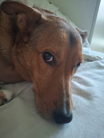 A close-up, eye-level shot shows a reddish-brown dog resting on a light-colored surface that appears to be a bed. The dog's head is tilted slightly, and its eyes are looking towards the camera with a slightly sleepy or contemplative expression. The lighting suggests an indoor setting. The dog's fur has darker stripes on its head. There are no visible people in the image, and the environment does not provide any specific clues to indicate its location within the city of Graz, Austria.