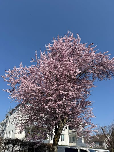 The image displays a large deciduous tree in full pink blossom, dominating the central and upper portions of the frame, set against a clear, cloudless blue sky. The tree's trunk is visible in the lower center. In the background, to the left and center, a multi-story residential building with a light-colored façade is present, featuring balconies with metal railings and an external metal staircase on its left side. The upper sections of at least two white vans or cars are partially visible in the lower midground, positioned behind low, dark hedges and the base of the flowering tree. Additional bare trees and shrubs are located on the far right. The scene is brightly illuminated by natural sunlight, indicating a clear day in an urban or suburban environment within the city of Bühl, Germany. No individuals or specific actions are discernible.
