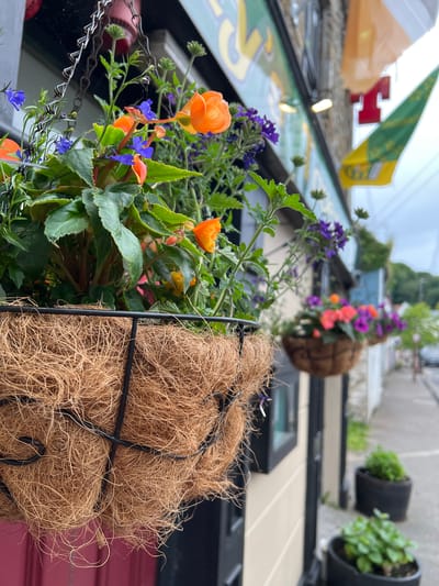 This media file is a close-up, angled shot of hanging flower baskets outdoors, likely in front of a building. The foreground is dominated by a basket filled with vibrant orange and purple flowers, interspersed with lush green foliage. The basket itself is a coconut coir liner held by a black metal frame. In the background, out of focus, other hanging baskets with flowers are visible, as well as some black planters with green plants. A building with beige and red siding forms the backdrop.
Above and to the left, a green and yellow flag is partially visible, along with a red cross emblem and a light-colored flag. These elements, along with the context of Mountcharles, Ireland, suggest a possible connection to local events, sports teams, or religious symbols. The lighting suggests it is daytime, possibly overcast or the image was taken during diffused light conditions, as there are no harsh shadows.
The focus is on the flowers and the hanging basket, drawing the viewer's attention to the natural elements. The slightly blurred background provides context without being distracting. No people are visible in the frame. The overall mood is one of natural beauty and perhaps a festive or celebratory atmosphere due to the flags. There is no visible text that can be clearly read.