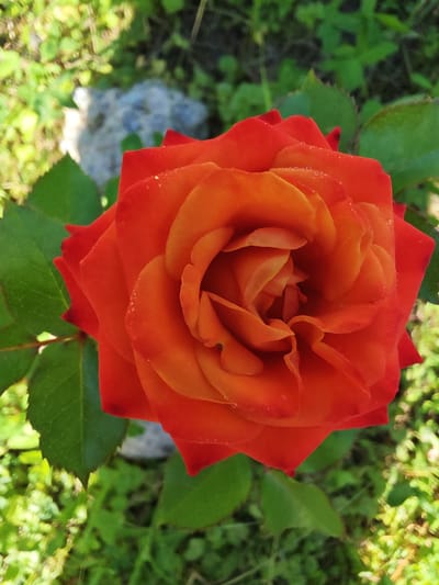 This is a close-up, top-down shot of a vibrant orange rose, likely taken outdoors in daylight. The rose is in full bloom, with its petals unfurling in a spiral pattern towards the center. Tiny water droplets are visible on some of the petals, suggesting recent rain or dew. The rose is surrounded by lush green leaves and a softly blurred background of foliage, hinting at a garden or natural setting. A greyish rock is also partially visible in the background. The lighting appears bright, casting subtle shadows and highlighting the texture of the rose petals. There is no visible text in the image. The overall mood is one of natural beauty and tranquility. The metadata indicates the location is Chonkaŭski sel'ski Saviet, Belarus.
