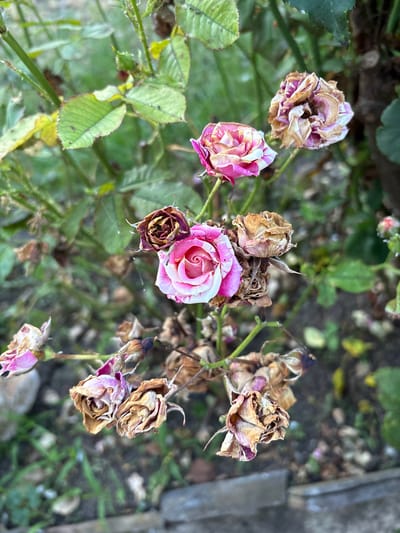 In a garden in Kableshkovo, Bulgaria, several roses are in various stages of bloom and decay. The central rose is vibrant pink and white, fully open. Surrounding it are roses in various states of wilting, with brown and faded petals. Green leaves and stems are visible in the background, along with the hint of a grey concrete border along the bottom edge of the frame. The scene is overcast, with diffused light.