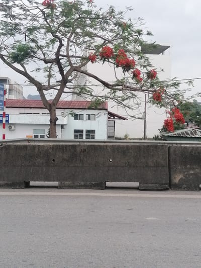 This image captures an urban or suburban scene in Ha Tu Ward, Vietnam, on an overcast day. The prominent subject is a large, mature tree with a thick, winding trunk and numerous branches, adorned with clusters of vibrant red flowers, characteristic of a Flamboyant tree (also known as a Gulmohar or Royal Poinciana). Its canopy extends across much of the upper frame.
In the immediate foreground, an asphalt road occupies the bottom portion of the image. Above the road, a robust concrete barrier, possibly a road divider or a retaining wall for an elevated section, runs horizontally across the mid-ground. Gaps are visible at the base of the barrier, and one segment appears slightly separated from another.
Behind the barrier, various buildings are visible. To the left and center, a white building with a distinctive reddish-brown tiled roof stands out. It has several windows, some with security bars, and an air conditioning unit mounted on an exterior wall. A tree trunk partially obscures this building. Further back and to the right, another taller, modern white building with flat rooflines is partially visible, hinting at a more developed area. In the distant background, gentle mountains or hills can be seen against the muted, cloudy sky. Utility lines or cables traverse the scene horizontally in the upper mid-ground.
No specific human activity is depicted; the scene is static and appears calm. The diffused lighting suggests an overcast sky, with no harsh shadows indicating a specific time of day beyond daylight. Location cues include the distinctive architecture and a vertical white and red striped signpost on the far left. Visible text on this signpost includes fragmented Vietnamese words such as "KIEM," "ONG," and the alphanumeric "01D," reinforcing the location as Vietnam.