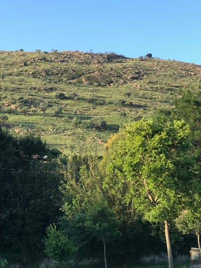 This media file captures a wide natural landscape under a clear blue sky. The image appears to be taken from a slightly elevated position, looking across a valley or open area towards a large hill or small mountain.
On the left side of the frame, a significant portion is occupied by a steep, undulating hill or mountain, covered predominantly in green grass and scattered rocky outcrops. Sparse trees and bushes dot the slopes, particularly noticeable towards the crest. The sunlight illuminates the hill, highlighting the texture of the vegetation and terrain.
In the mid-ground, an expansive grassy area stretches between the base of the hill and a dense cluster of trees on the right. Within this open grassy space, a few very small, light-colored, indistinct figures can be observed, which might be animals (such as sheep or goats) or people.
The right side of the image is dominated by a thick stand of trees with varying shades of green foliage, some appearing brighter and fresher than others. Shadows are cast by these trees, indicating a low sun angle. A wooden utility pole stands vertically near the right edge, slightly in front of the denser tree line. Behind the trees, a small, dark structure, possibly a shed or a utility box, is partially visible.
The clear, bright blue sky takes up the upper left quadrant of the image. The overall lighting suggests either early morning or late afternoon, with the sun casting long shadows and creating a sense of depth across the landscape. The weather is clear and sunny. No visible text is present in the image. The context provided indicates the location is Germiston, South Africa.