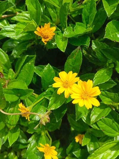 The scene is located in ឃុំ ផាត់សណ្ដាយ, Cambodia. The image presents a close-up, top-down perspective of thriving plant foliage. Dominant subjects are multiple small, bright yellow flowers interspersed among dense green leaves. Two prominent yellow flowers, each displaying clear ray florets and a visible central disc, are positioned in the mid-frame. Additional yellow flowers, some partially obscured or in varying stages of bloom, are visible in the upper-left, bottom-center, and lower-right areas. The surrounding foliage consists of numerous medium-green, oval to elliptical leaves with serrated margins, some exhibiting minor brown discoloration or blemishes. The environment appears to be an outdoor setting under natural light, casting subtle shadows and highlighting the plant surfaces. No people, animals, or artificial objects are present, and no actions or interactions are depicted.