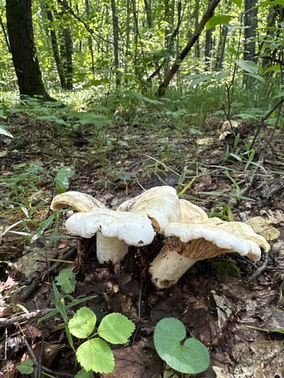 In a sun-dappled forest in Bol'shoe Panarino, Russia, a cluster of large, white mushrooms grows on the forest floor amidst fallen leaves and sparse green foliage. The mushrooms, with their distinctive ruffled undersides and thick stems, are the focal point of the image. The background reveals a dense wood with tall trees and dappled sunlight filtering through the canopy, creating a serene, natural setting. No people are present in the scene.