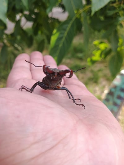 A stag beetle, identified as Lucanus cervus, is perched on an open palm in Pervomaisk, Ukraine. The beetle is dark brown with prominent, antler-like mandibles. Its legs are extended, with sharp claws gripping the skin of the palm. The hand is a light pinkish hue, with visible lines and texture. In the background, out-of-focus green foliage suggests an outdoor setting, likely a garden or park. The lighting is natural, casting soft shadows. There is a patterned object, possibly a bench or a piece of furniture, visible in the far right background. The overall scene is a close-up, capturing the intricate details of the insect and its temporary perch.