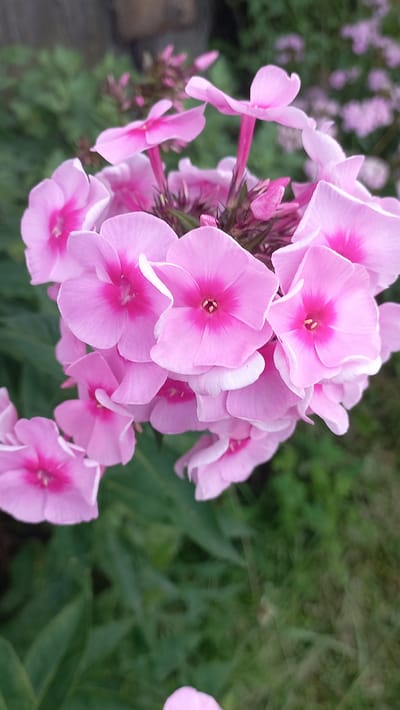 The image shows a cluster of vibrant pink phlox flowers in bloom, with a blurred background of green foliage and a hint of a wooden structure. The flowers are the central focus, with their delicate petals and bright pink centers catching the light. The overall scene is one of natural beauty, likely captured in a garden setting within the Стрэшынскі сельскі Савет, Belarus, during the blooming season.