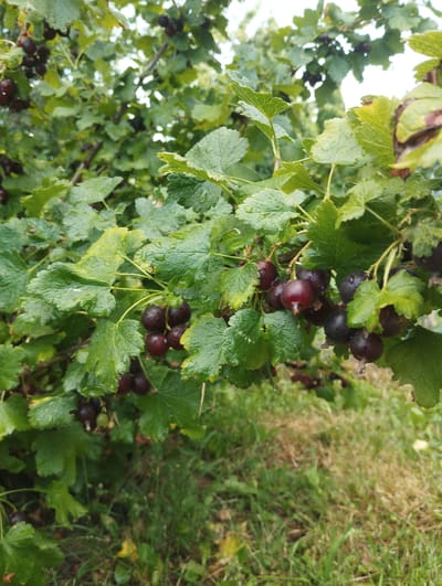 In Vinkivtsi, Ukraine, this close-up, eye-level photograph captures a branch of a black currant bush laden with ripe berries. The berries, a deep purple-black, are clustered together on thin stems, some still showing a hint of red. They are wet, with visible water droplets clinging to their smooth surfaces, suggesting recent rain or dew. The leaves of the bush are a vibrant green, with some exhibiting a slightly glossy sheen, also from the moisture. A few of the leaves show minor imperfections, such as browning edges. The background is a blur of more green foliage and hints of sunlight breaking through, with the lower portion of the image revealing a patch of green and dry grass. The scene is focused on the detail of the fruit and its immediate surroundings, implying a focus on nature and harvest. There are no people or animals visible in the frame.
