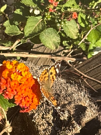 A Painted Lady butterfly rests on orange and yellow lantana flowers. Green foliage and unripe berries are visible on the left. A wooden fence and dried grass are in the background. The location is Urbanización Encinares De Alcolea, Spain.