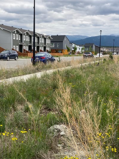The image depicts a residential street in Whitehorse, Canada, likely a newer development. In the foreground, dry grasses and small yellow wildflowers are abundant, with some green grass interspersed. A concrete sidewalk runs along the right side of the street. On the street, a dark blue sedan is parked on the left, followed by a dark blue sedan in motion. Beyond the street, a row of modern, multi-story townhouses with grey siding and white trim are visible, separated by wooden fences. Further in the background, more houses of varying modern architectural styles line the street. The sky is overcast with grey clouds, and in the distance, a mountain range with snow-capped peaks is visible under the cloudy sky. The overall impression is a suburban residential area with a natural, somewhat untamed landscape in the foreground.