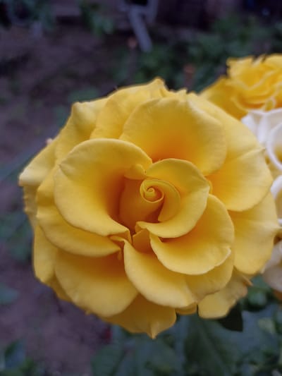 A close-up, low-angle shot captures a vibrant yellow rose in full bloom. The rose's petals are tightly spiraled towards the center, with outer petals gently unfurling. The background is softly blurred, showing dark green foliage and hints of a purple-toned shadow. The image does not provide any information that can be used to determine its location in the city of Dagestanskiye Ogni, Russia.