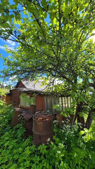 The image depicts an outdoor scene with an old, rustic wooden building, likely a shed or small house, overgrown with lush green foliage. In the foreground, several rusty metal barrels are partially obscured by vibrant green plants and small white flowers. The building itself has reddish-brown siding and a corrugated metal roof, with a window that reflects the sky. A large tree with dense green leaves branches out prominently in the right half of the frame, its branches reaching towards a bright blue sky with scattered white clouds. The sun appears to be shining, suggesting it is daytime, likely a clear and pleasant day. The overall impression is one of a rural, somewhat neglected setting, with nature reclaiming the man-made structures. The image is taken from a low angle, looking up towards the tree and the sky, with the building and barrels to the left. No people are visible. There is no visible text in the image. The provided location context suggests this scene is in Mashezero, Russia.