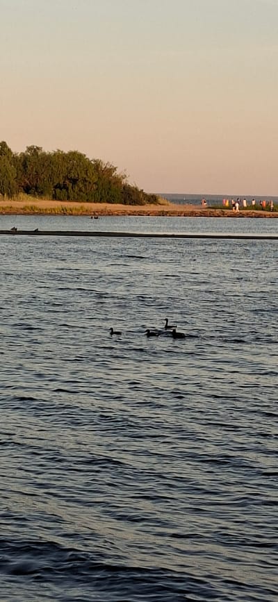 In Pärnu linn, Estonia, a serene body of water is depicted with a shoreline in the background. The water, rippling with gentle waves, reflects the soft, warm hues of the sky, which transitions from a pale blue at the top to a peachy orange near the horizon. A line of lush green trees borders a sandy strip of land along the shore. Further back, a distant beach is dotted with several figures, their forms indistinct, suggesting a leisurely gathering. In the foreground, a group of five ducks are navigating the water. One duck is positioned to the left, paddling alone, while the other four are clustered together closer to the center and right of the frame, swimming in formation. A thin, dark horizontal line, possibly a barrier or a submerged object, cuts across the water between the ducks and the distant shore. The overall atmosphere is tranquil, with the soft light of either dawn or dusk bathing the scene.