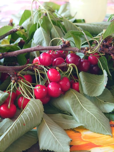 This close-up, vertical shot captures a generous cluster of freshly picked, ripe red cherries, still attached to their green stems and woody branches. The vibrant, glossy cherries, varying in shade from bright to deep red, are the central focus, many appearing plump and round, with some exhibiting a subtle heart shape.
They are nestled amongst numerous bright green cherry leaves, which display clear vein patterns and characteristic serrated edges. Some leaves, particularly towards the top of the frame, appear slightly curled or darker, suggesting they were recently detached from the tree. The cherries are supported by slender green pedicels that branch off from thicker, gnarled brown woody stems, adding a natural, rustic element to the composition.
The background is softly blurred. On the left, there's a light yellow or cream area, and on the right, a striking abstract pattern of bright orange and yellow, possibly part of a decorative cloth or container, provides a warm contrast to the fruit and foliage. There are no people visible, and no discernible text in the image. The scene conveys the freshness and abundance of a recent harvest, likely from the provided location context of Sofronievo, Bulgaria.