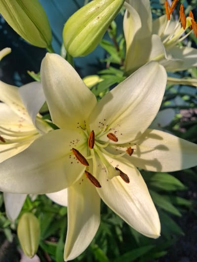 The image shows a close-up, low-angle shot of several pale yellow lilies in a garden setting. The main subject is a fully bloomed lily in the center, with its petals gently unfurling. The stamens with brown anthers are prominent in the flower's center, dusted with small dark spots on the petals. To the left, two lily buds are visible, tightly closed and a brighter green, suggesting they are not yet in bloom. Another partially opened lily is seen at the bottom, and a hint of a third bloom is in the upper left corner. The background consists of out-of-focus green foliage and a dark, shadowy area, possibly indicating a shaded part of the garden. The lighting suggests it is daytime, with sunlight casting shadows on the petals, creating a play of light and shadow that highlights the textures of the flowers. The overall mood is serene and natural, focusing on the delicate beauty of the lilies. There is no visible text in the image.