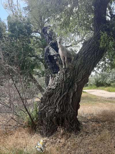 This image depicts a close-up view of a large, gnarled tree trunk with rough, dark bark. The tree is situated outdoors, with lush green foliage visible in the background, suggesting a natural setting. The ground is covered with dry, light brown grass and some green vegetation. A dirt path is visible in the distance, winding through the greenery. A small, pale animal, possibly a fawn or a young deer, is resting on a horizontal branch of the tree. The animal appears relaxed. The lighting suggests it is daytime, with bright sunlight filtering through the leaves. There are no visible signs of human activity other than the path. The overall scene evokes a sense of tranquility and nature.