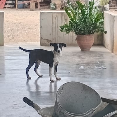 The scene, located in Cujisal, Venezuela, depicts an outdoor or semi-covered area with a dog as the central subject. A medium-sized dog with black fur on its back, head, and tail, contrasted by white fur on its face, chest, belly, and legs, stands in profile facing slightly towards the viewer. Its ears are semi-erect and pointed outwards. The dog is positioned on a light grey concrete floor that exhibits reflective patches, suggesting wetness. In the foreground, at the bottom right, a grey, possibly plastic, bucket is partially visible, appearing to be resting within a wheelbarrow, a portion of which is also seen. Both the bucket and wheelbarrow show signs of dirt or wear. The background features two low, light-colored concrete walls or partitions with vertical streaking. Behind these walls, a dirt ground extends, displaying various indistinct objects and structures, including a large potted plant with green foliage in a reddish-brown terracotta pot. No people are present. The dog is stationary, looking forward.