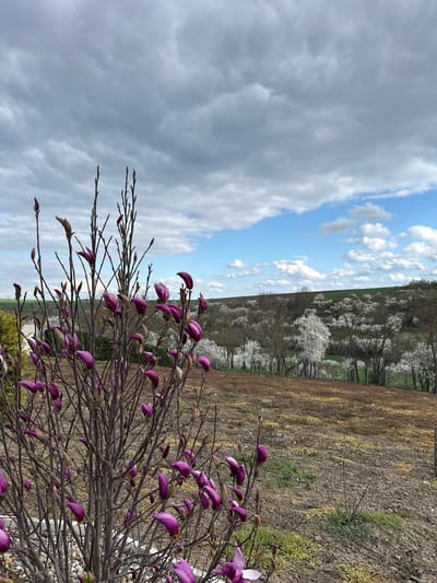 The image depicts a landscape with a magnolia bush in the foreground featuring purple buds. Behind the bush, a field stretches toward a line of trees in full white bloom. The sky is divided between heavy gray clouds and patches of blue with scattered white clouds. The field is a mix of brown soil and sparse green vegetation. The location cannot be confirmed as Tsar Asen, Bulgaria based on visual evidence.