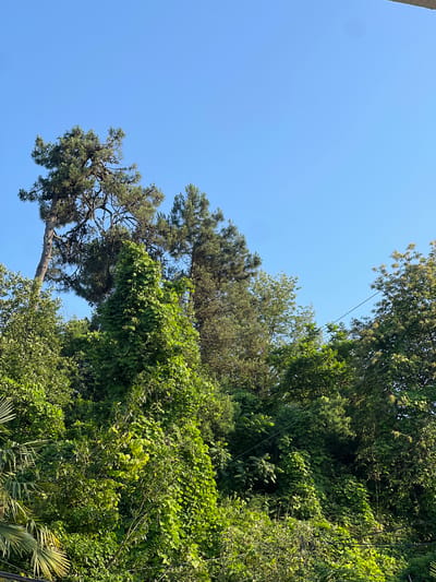 A high-angle outdoor shot captures a lush, verdant hillside in Makhinjauri, Georgia, bathed in the clear, pale blue light of a sunny sky. The foliage is dense, with various shades of green dominating the frame, creating a textured tapestry of leaves and branches. Towering pine trees, with their distinctive needles, punctuate the canopy, their trunks rising prominently against the sky. A thick vine, with abundant, heart-shaped leaves, aggressively climbs one of the trees, almost obscuring it. The lower part of the scene is filled with a mix of leafy bushes and palm fronds, adding to the tropical feel of the vegetation. A thin black electrical wire runs diagonally across the upper right portion of the image, hinting at the presence of human infrastructure amidst the natural abundance. The overall impression is one of untamed growth and vibrant natural beauty.