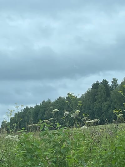 The image depicts a natural landscape under a cloudy sky. In the foreground, a variety of green plants and wildflowers are visible, some with delicate white flowers. Beyond this, a dense forest stretches across the mid-ground, with trees appearing to be a mix of deciduous and coniferous varieties. The sky is overcast with a uniform layer of grey clouds, suggesting subdued lighting conditions. There are no people, structures, or man-made objects visible in the scene. The location is identified as Gavrilovka, Russia, though the image itself provides no specific identifiers for this location.