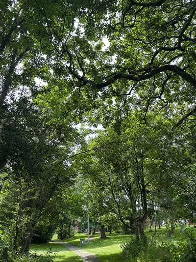 The image depicts a park-like setting with lush green trees overhead, creating a canopy. Sunlight filters through the leaves, casting dappled shadows on a winding path below. The path appears to be made of paved material and meanders through a grassy area. To the right of the path, a green waste bin is visible. In the distance, a few residential buildings with red brick can be seen through the trees. The scene is peaceful and suggests a typical day in a suburban park. The specific location within Macclesfield, United Kingdom, cannot be determined from the image alone.