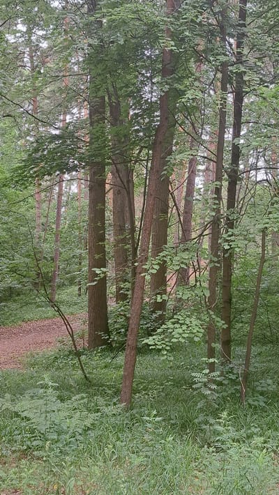 The image depicts a dense forest with a dirt path winding through it. Tall trees with rough bark and green foliage dominate the scene, with some lighter colored pine trees visible in the background. The ground is covered in lush green grass and smaller plants. A single, thin branch curves from the left side of the frame towards the center. The lighting suggests an overcast day. The scene is in Bogdanikha, Russia. There are no people or animals visible in the image.