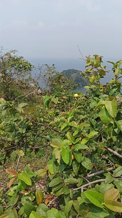 The image displays a panoramic view of a natural landscape in Bwishyura, Rwanda. The foreground is densely packed with bright green foliage from what appears to be a guava tree, with several light green, ripening guava fruits visible among the leaves. The leaves show variations in color, including some reddish-brown new growth. Beyond the immediate vegetation, a large body of water, likely Lake Kivu, dominates the midground and background, extending towards a hazy, light blue-gray sky. A small, verdant landmass, possibly an island or peninsula, is visible within the lake, protruding from the water near the right side of the frame. The overall environment is outdoors, under bright daylight, with no human subjects or man-made structures apparent.