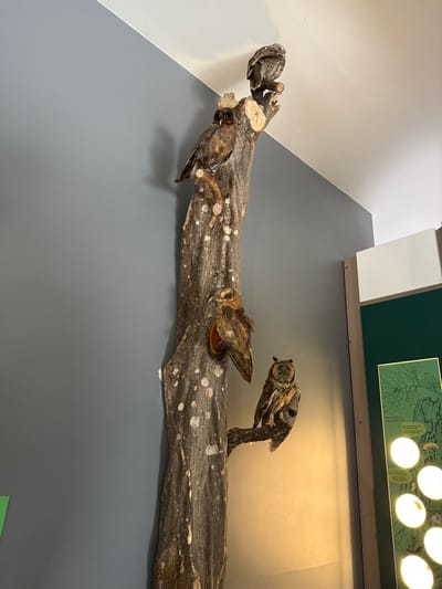 The scene is an indoor exhibit located in Vavřinec, Czechia, featuring a tall, vertical, weathered tree trunk against a blue-grey wall and white ceiling. Four taxidermied owls are displayed at different levels on the trunk. A small, mottled grey-brown owl is perched at the very top. Approximately half a meter below, a medium-sized owl with dark brown and reddish-brown plumage rests on a short, protruding branch. Midway down the trunk, a lighter brown owl with ruffled feathers is affixed to a circular wooden plaque on the side of the trunk. The lowest owl, identified as a Long-eared Owl with prominent ear tufts and distinct yellow eyes, perches on a horizontal branch extending from the trunk towards the right side of the frame. To the right of the tree trunk, a multi-paneled educational display is visible. It consists of a dark green upper section, a lighter green section with line drawings of foliage and text, and a lower section containing several circular, illuminated cutouts showcasing various specimens. Warm artificial light emanates from this display, illuminating the lower right area of the tree trunk. No living individuals or active interactions are present in the static display.
