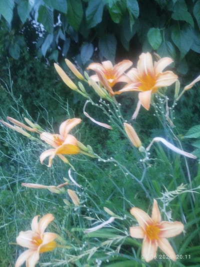 The image captures a close-up view of several blooming orange lilies in a garden setting. The flowers are the primary subjects, with their petals unfurled and their centers a vibrant orange. Some lily buds are also visible, still closed and elongated, hinting at future blooms. The lilies are interspersed with thin, green stems and delicate stalks, some of which have small white buds or dried remnants. The background is a soft blur of deep green foliage, suggesting dense plant life.
The scene appears to be outdoors, likely in a garden or naturalistic setting, given the abundance of greenery and flowers. The lighting suggests it might be late afternoon or early evening, with a soft, diffused light that enhances the colors of the lilies. There are no people or animals visible in the frame. The overall mood is one of natural beauty and tranquility.
Visible text in the bottom right corner of the image reads "26.06.2026 20:11", indicating the date and time the photograph was taken. The location context provided is Özgön, Kyrgyzstan.