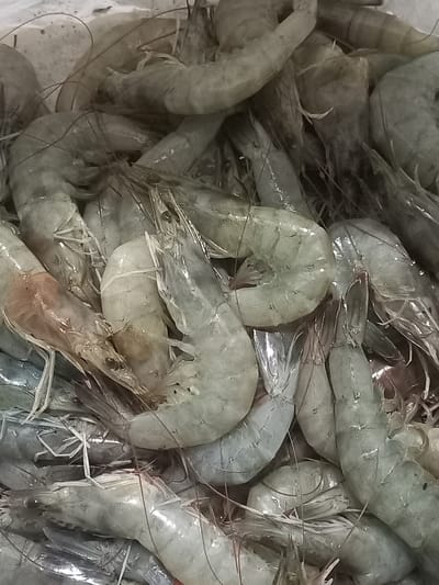 This close-up image shows a dense pile of numerous raw, fresh shrimp. The shrimp are primarily light gray-green to translucent white, with some exhibiting faint pinkish or orange hues on their bodies, particularly near the heads. Their segmented bodies, delicate legs, and long antennae are clearly visible, indicating they are whole and unpeeled. The shells appear wet and glossy, suggesting they are recently harvested or have been kept moist.

The shrimp are tightly packed together, filling almost the entire frame, implying a significant quantity. They are contained within what appears to be a white bucket, tray, or cooler, partially visible along the edges of the image. No specific human activity is depicted; the shrimp are simply presented in bulk.

The scene conveys a sense of freshness and abundance, characteristic of seafood markets or processing areas. Given the location context of Puloblang, Indonesia, a coastal region, this image likely captures a typical sight of fresh seafood intended for sale or consumption. There is no visible text in the image.