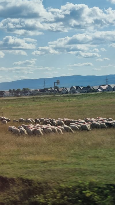 This image depicts a flock of sheep grazing in a grassy field. In the background, a village with houses and a road can be seen. The sky is partly cloudy. This scene appears to be located in Rădăuți, Romania.