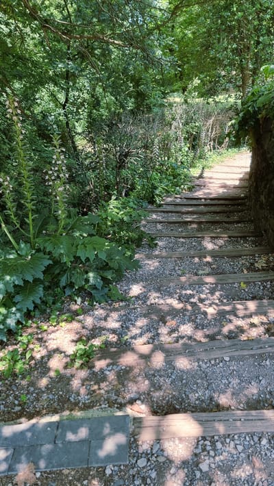 The image depicts a set of outdoor stairs made of wooden planks and filled with gravel, winding upwards through lush greenery. On the left side of the stairs, there are large-leafed plants and tall stalks with small white flowers. To the right, a low stone wall borders the path. The scene is dappled with sunlight filtering through the dense foliage overhead. The stairs appear to be in a garden or park setting, possibly leading to an elevated area. The exact location within Olot, Spain is not discernible from the image itself.