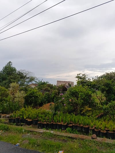The image presents an outdoor scene in Khan Boeng Keng Kang, Cambodia, under an overcast sky. In the foreground, a dark asphalt road transitions into a strip of green grass, bordered by a concrete curb. Along this curb, a linear arrangement of numerous small green plants in black plastic grow bags occupies the lower mid-ground. Immediately behind these potted plants, a dense assortment of varied green foliage, including bushes, trees, and spiky-leaved plants, fills the mid-ground. A mound of reddish-brown soil and several pink flowers are visible within this greenery. In the background, several buildings are partially visible through the foliage, notably a light-colored structure with an irregular roof and visible window openings, possibly under construction. The upper portion of the frame features a light gray, cloudy sky bisected by four dark, parallel overhead power lines. No individuals or active interactions are depicted.
