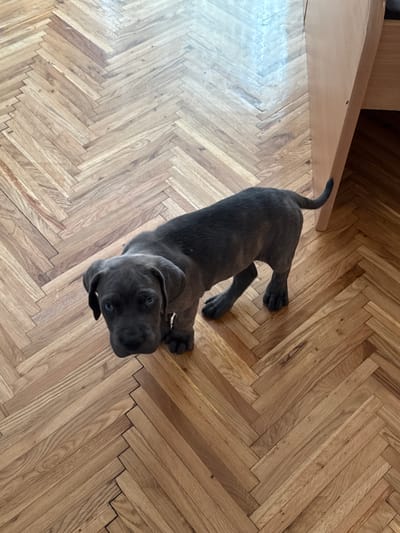 A dark gray puppy with blue eyes stands on a herringbone hardwood floor. The puppy is facing the camera, looking slightly upwards. To the right of the puppy, a light brown wooden table leg is visible. The floorboards are arranged in a chevron pattern. The image appears to be taken indoors. There is no information available in the image to determine the location in the city of Apatin Municipality, Serbia.