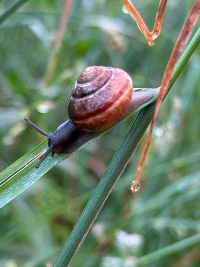 A garden snail with a brown, spiraled shell is positioned on a blade of green grass, which curves diagonally across the frame. The snail is dark brown and appears to be moving to the left, with its antennae extended forward. The background is a soft, blurred mix of greens and browns, suggesting a natural, outdoor environment with other foliage. There are small water droplets visible on the grass and a dried grass stalk hanging above. The image was taken in Лемболовская Твердыня, Russia.