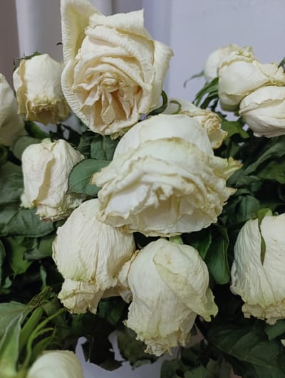 The image features a bouquet of dried white roses against a light-colored, out-of-focus background. The roses are mostly upright, with some petals curled and others drooping. The color of the roses is a pale ivory, with some tinges of yellow and brown, indicating their dried state. The green leaves are interspersed among the roses, providing a contrast in color and texture. The lighting appears to be soft and even, with no strong shadows, suggesting an indoor setting. The overall impression is one of fragility and the passage of time, as the once vibrant flowers have begun to wither. There is no visible text in the image. The scene appears to be a still life, likely an indoor arrangement of flowers.