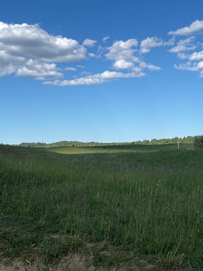 The image depicts a pastoral scene under a bright blue sky with scattered white clouds. The frame is divided vertically, with the left side dominated by the sky and clouds, and the right side showcasing a lush green field. A line of trees forms the horizon, beyond which lies a strip of forest. Several dark shapes, likely livestock, are visible grazing in the field. The time of day appears to be daytime, possibly late morning or early afternoon, given the bright sunlight casting shadows. The weather is clear and sunny. The overall mood is serene and tranquil. No visible text is present. The scene is consistent with a rural or agricultural setting in Yanino-2, Russia.
