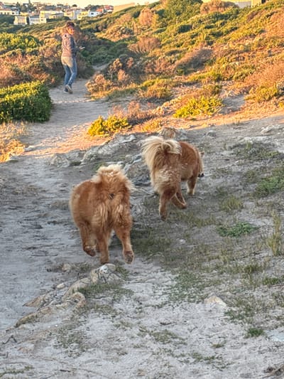This image captures a serene coastal scene during what appears to be the golden hour, likely in the Overstrand Local Municipality of South Africa. The primary subjects are two shaggy, light brown dogs situated on a sandy and rocky incline. The dog in the foreground is closer to the viewer, appearing to lie or rest, while the second dog is further back and slightly higher, seemingly standing or walking. Both dogs have thick, somewhat unkempt fur, and the dog positioned further back has a notably fluffy tail.
In the mid-ground, to the left of the dogs, a person, identifiable as a woman, walks along a winding sandy path. She is dressed in blue jeans and a light-colored jacket, holding a smartphone, possibly taking a photo or engaging with her device. The hillside surrounding the path is covered with sparse vegetation, including dry grasses and shrubs, all bathed in the warm, low light of the sun, which casts long shadows and highlights the textures of the landscape.
In the distant background, on the far left of the image, a residential area with several houses and buildings is visible, suggesting a coastal town or city. The overall atmosphere is peaceful and relaxed, indicating a leisurely outing or walk with dogs in a natural, rugged environment. The clear sky suggests fair weather. There is no visible text within the media file.