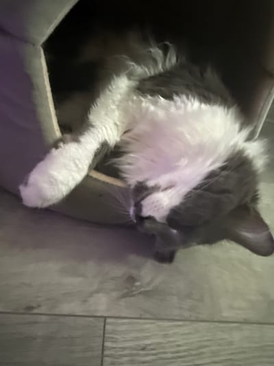 A medium shot captures a gray and white cat asleep in a cardboard box. The cat is positioned on its side, with its head resting on the edge of the box. Its eyes are closed, and its fur appears soft and fluffy. A small wooden stick or toy is visible near the cat's face, possibly something it was playing with before falling asleep. The box itself is gray on the outside and appears to be lined with a lighter material on the inside. The background consists of a wooden floor, with planks running vertically and horizontally. The lighting is dim, suggesting it might be nighttime or an indoor setting with low light. The overall mood is peaceful and cozy, with the cat appearing content and relaxed in its comfortable resting spot. There is no visible text in the image. The location is Bellmore, United States of America.