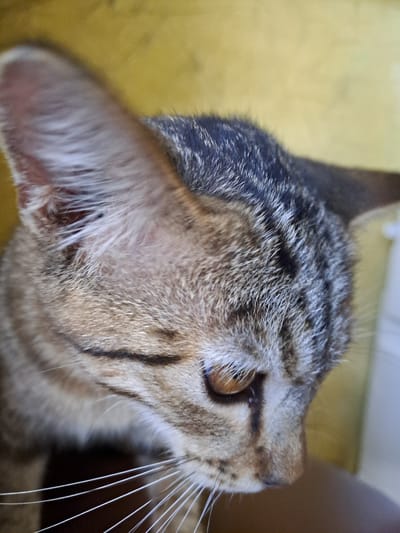 A close-up, high-angle shot shows a tabby cat's head against a yellow background. The cat is looking downwards and to the right, with its left ear prominent and its right ear partially visible. The cat's fur is a mix of brown, black, and grey stripes, and its eye is a warm amber color. The background is out of focus and appears to be a solid color, possibly a wall or fabric. There is no indication of the city of Lhokaweawe, Indonesia, within the image.