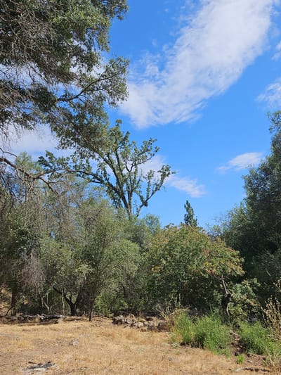 The image depicts an outdoor scene with a dry, grassy ground in the foreground, dotted with a few scattered rocks and fallen branches. Beyond the dry grass, there is a dense undergrowth of green bushes and trees. In the background, larger trees with dense foliage dominate the landscape, with their branches reaching towards a bright blue sky. Scattered white clouds drift across the sky. The overall impression is of a natural, somewhat wild environment, likely a park or wooded area. There are no people or animals visible in the image. The location is identified as the city of Mariposa, United States.